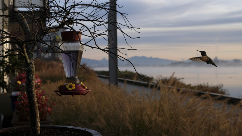 Hummingbird hovering over a red and yellow feeder.