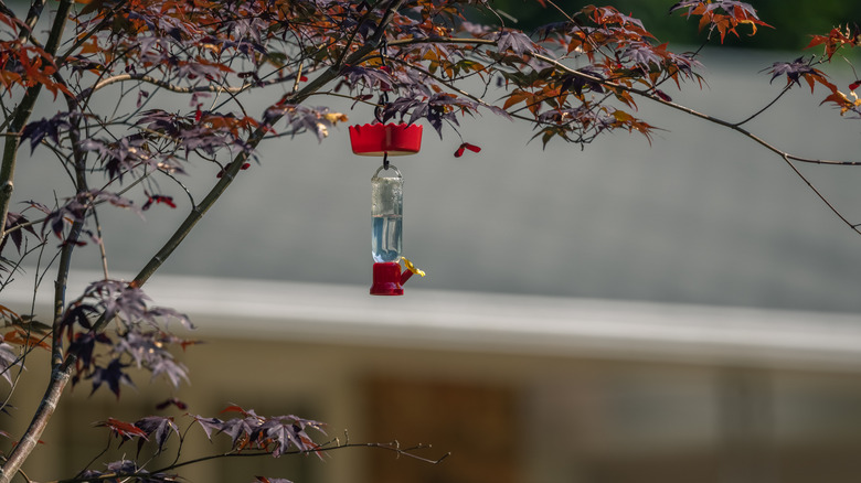 A nectar feeder hanging on a Japanese maple tree with fall leaves.
