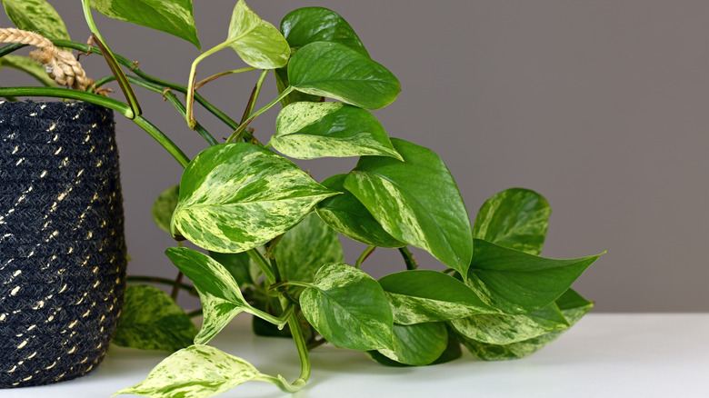 Leaves of the pothos plant