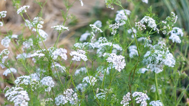 cilantro in bloom