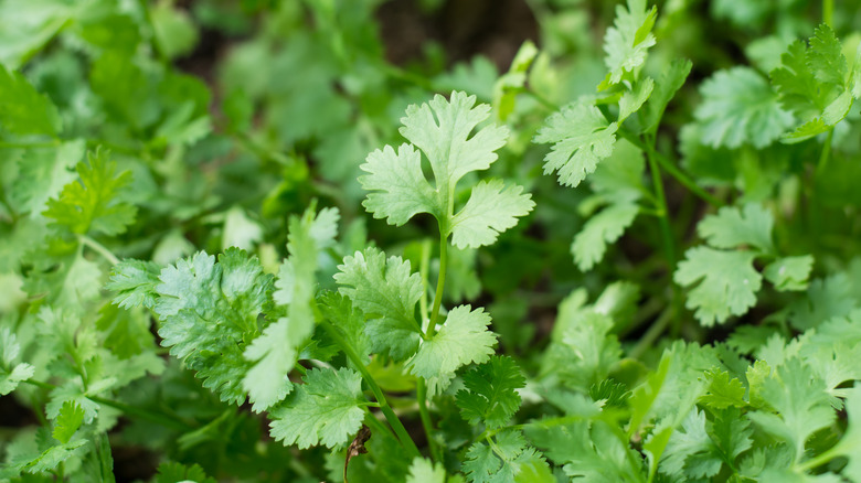 green cilantro plant