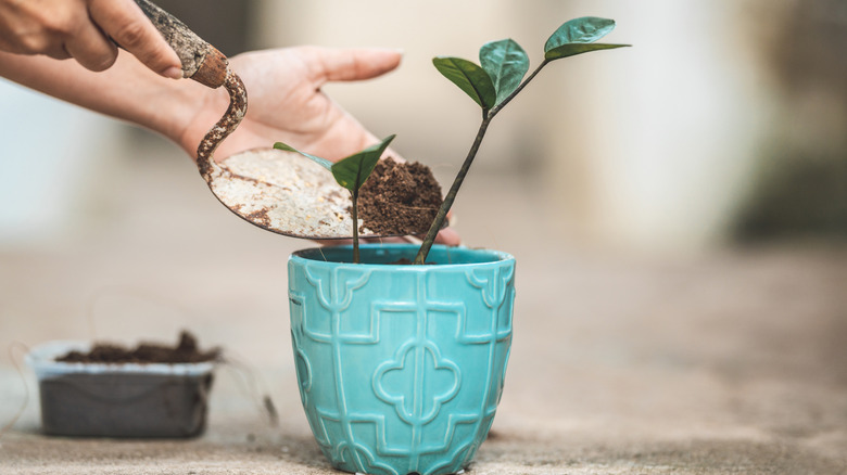 Person adding coffee grounds to a potted plant outdoors
