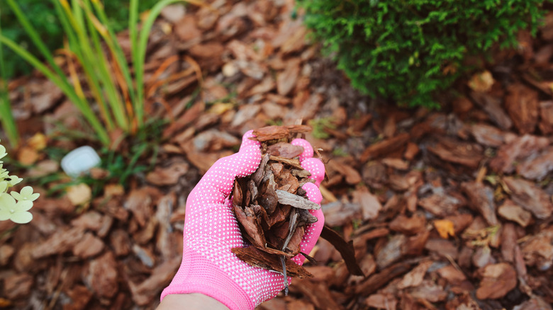 person holding pine bark mulch