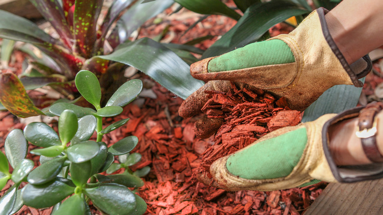 applying red wood mulch in garden