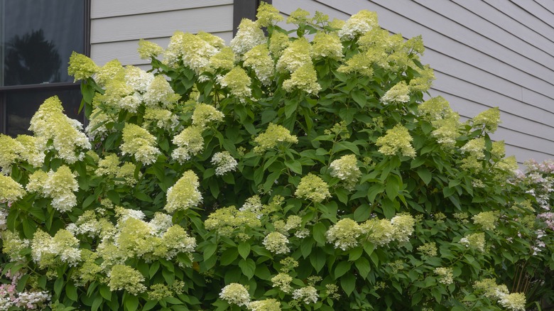 Limelight hydrangea