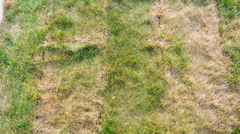 dry and dying grass
