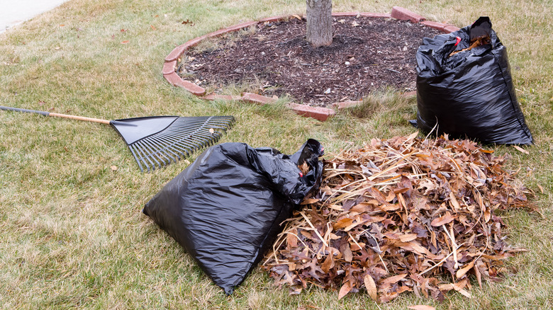 bags of leaves in yard