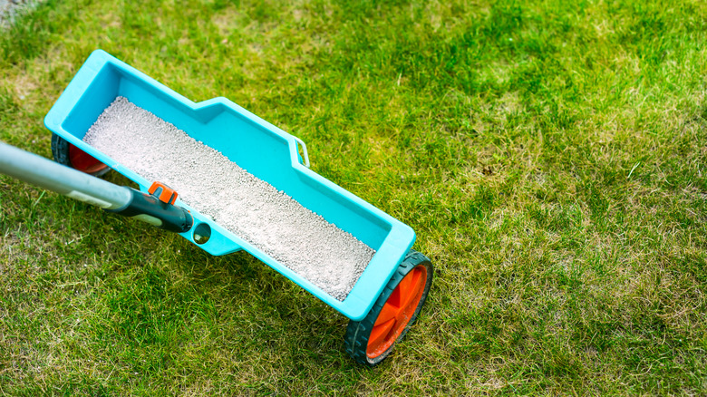 Fertilizing lawn in non-drought conditions