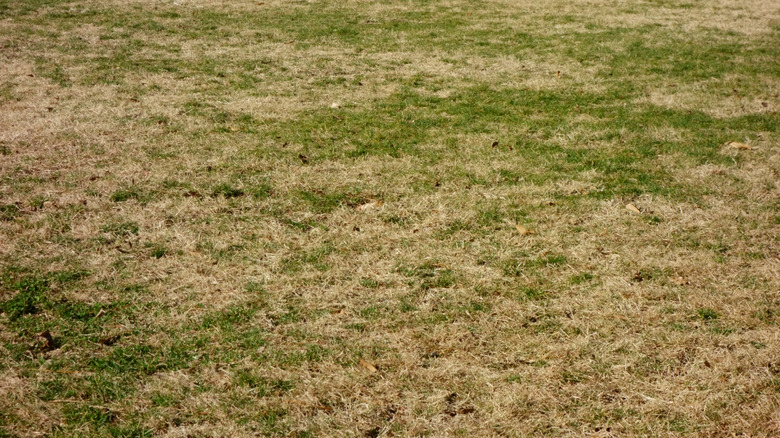 Lawn under drought conditions