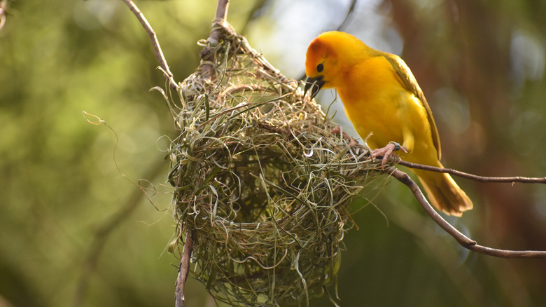 Bird building nest