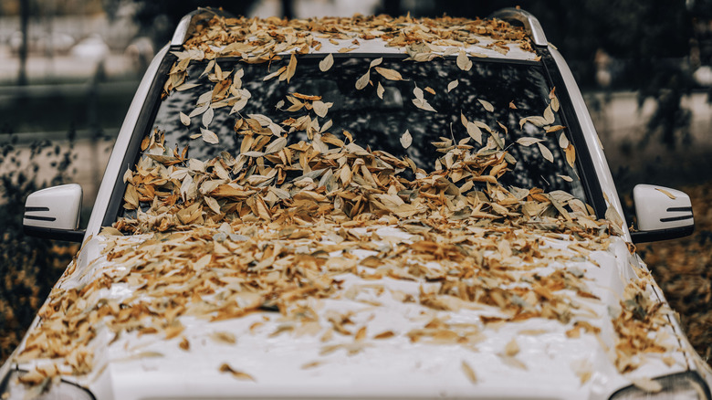 Autumn leaves covering a white car