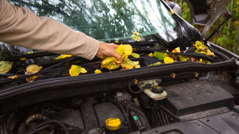 Person removing leaves from car with hood up