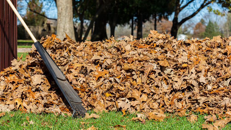 Pile of leaves on lawn with rake
