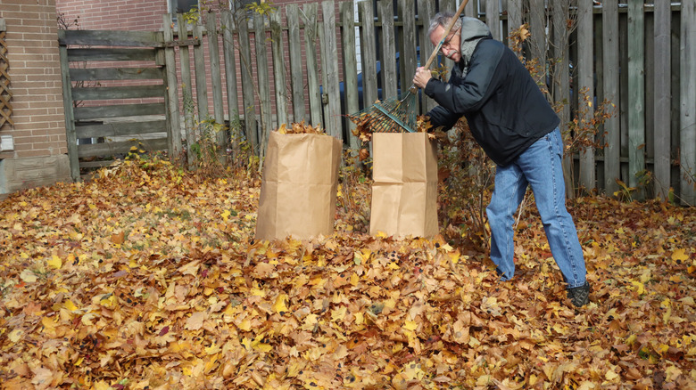 Man scooping pile of leaves into paper bag