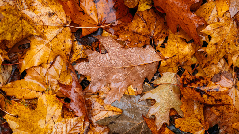 Close-up of wet fall leaves