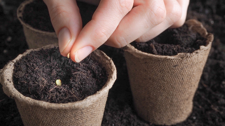 woman putting seeds in pot