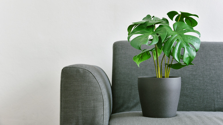 plant on couch