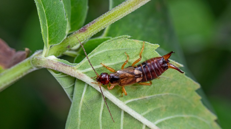 Earwig on a plant leaf 