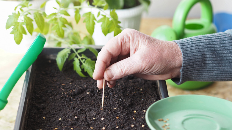 sticking a toothpick into soil