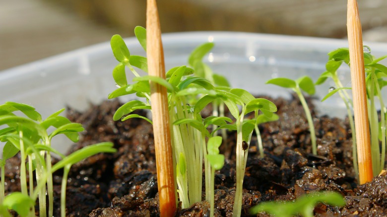 toothpicks next to seedlings