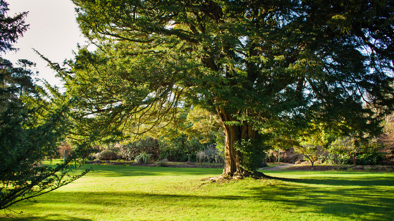 A mature yew tree