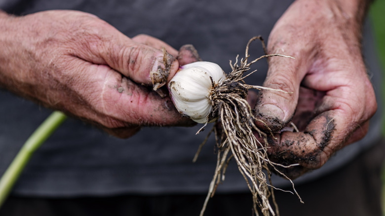 Holding harvested head of garlic