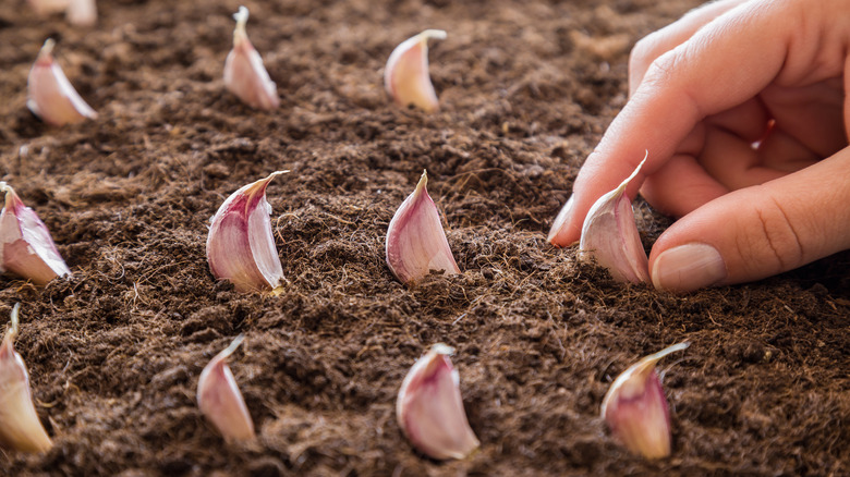 Planting garlic cloves