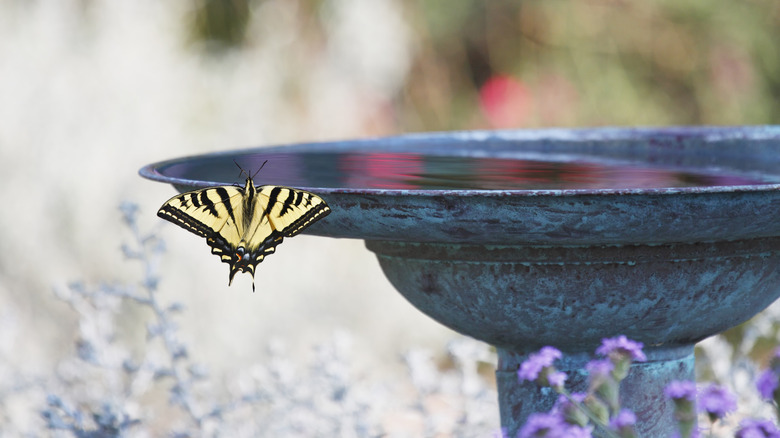 Tiger swallowtail butterfly on edge of birdbath