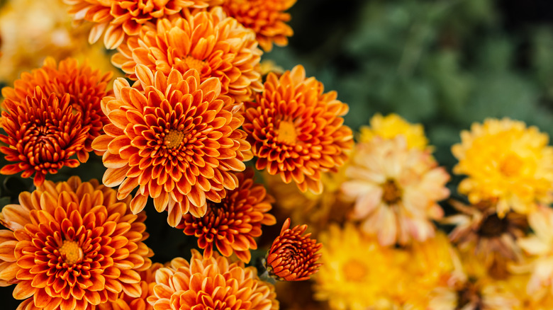 yellow and orange mums