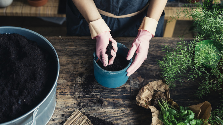 Person getting ready to plant various herbs