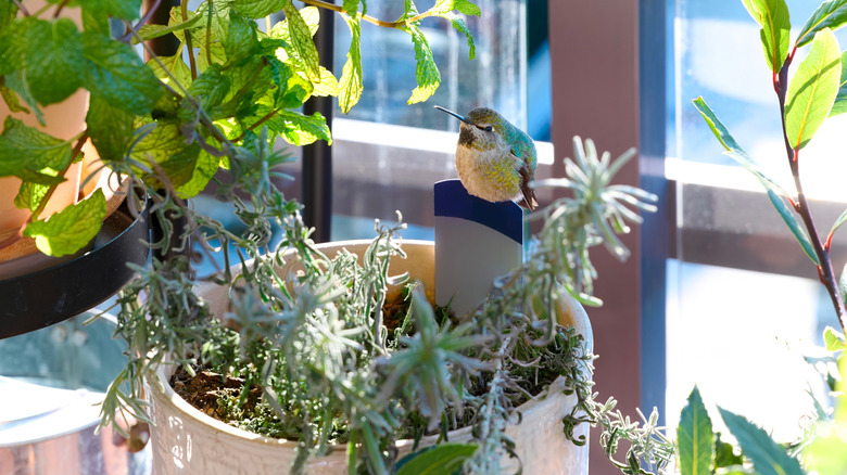 Hummingbird on a flowerpot with herbs from the mint family