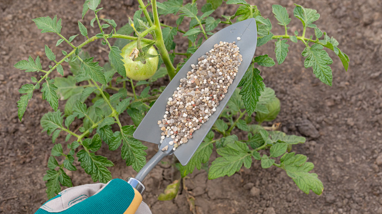 A gloved hand holds a trowel full of granular fertilizer they are going to give to a tomato plant.