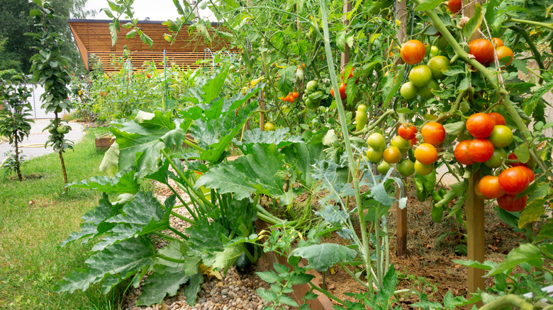 Tomato and zucchini plants grow next to each other in a raised garden bed.