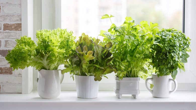 indoor windowsill herb garden dorm