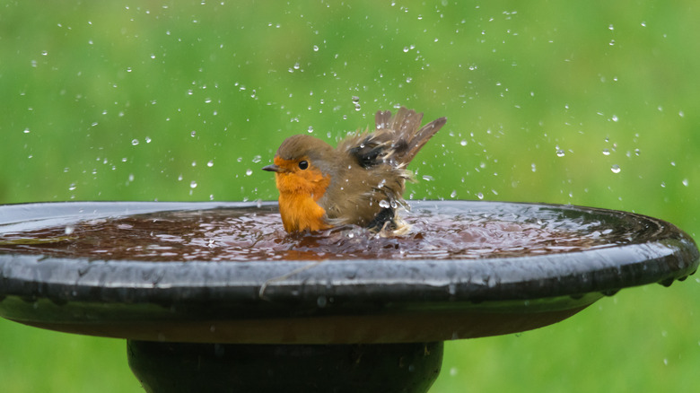 bird bath with bird