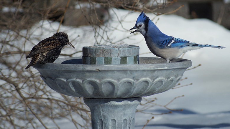 birds at bath in winter