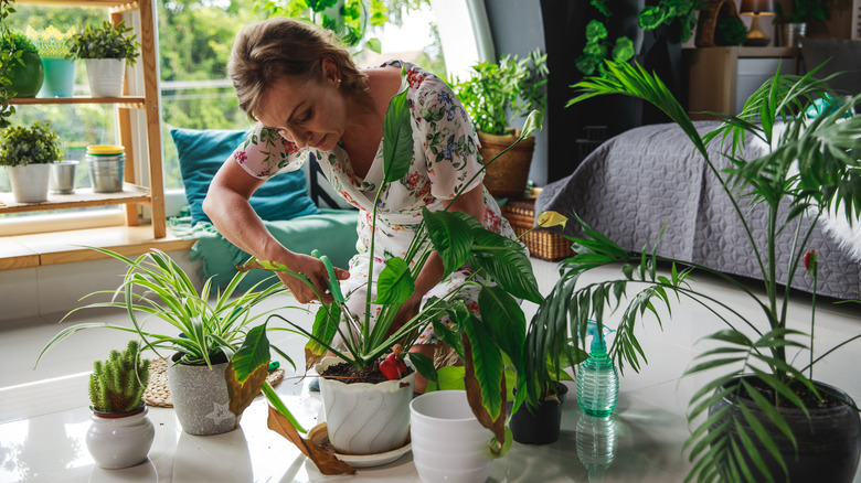 woman caring for indoor plants