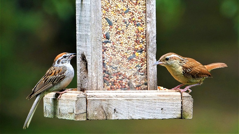 Two birds feeding at feeder