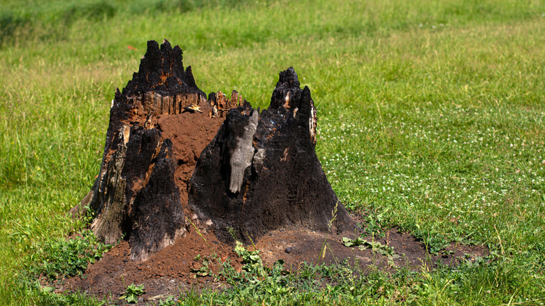 burned stump on green grass