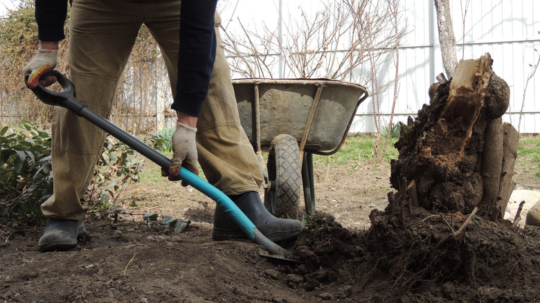 man uprooting an old tree stump
