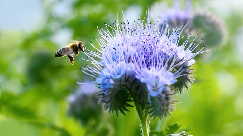 Bee lands on phacelia flower