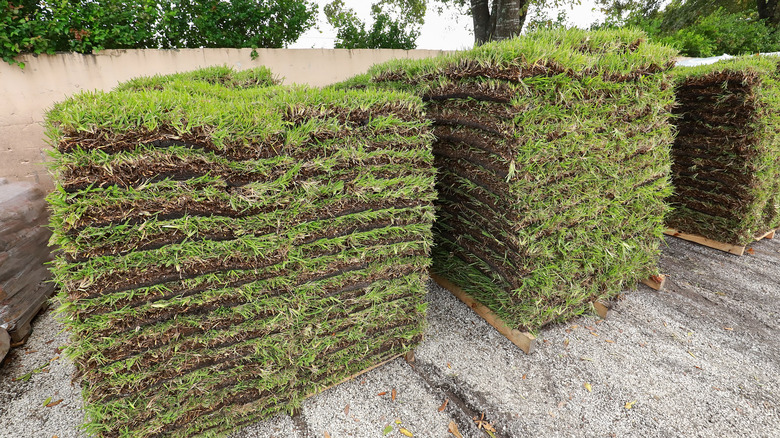 St. Augustine grass piles 