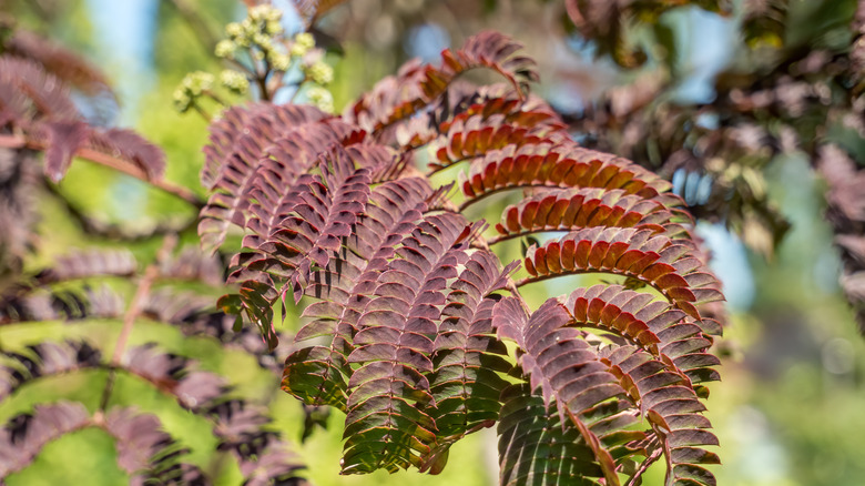 chocolate brown mimosa tree leaves