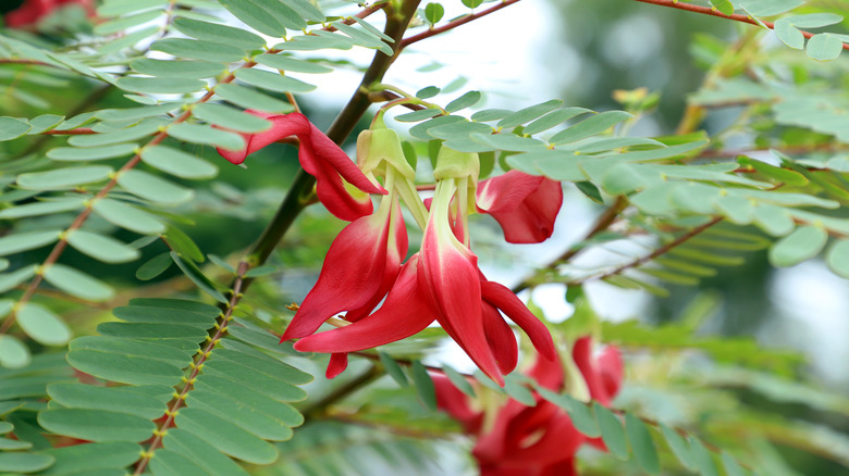 flowers of hummingbird tree