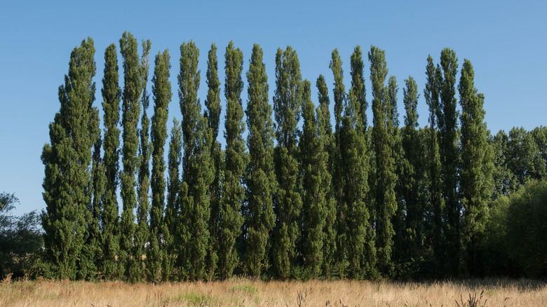 Lombardy poplars in a row