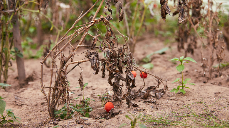 red tomatoes on dying plant