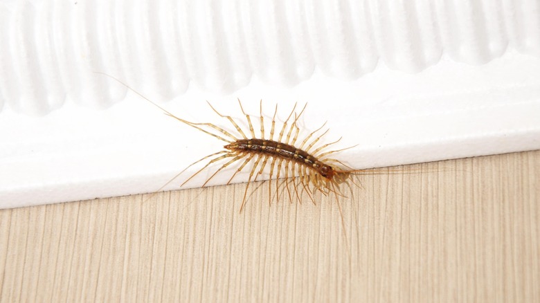 Closeup of centipede in home