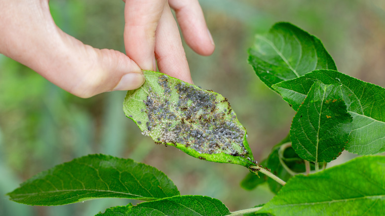 Hand holding leaf covered in aphids and ants