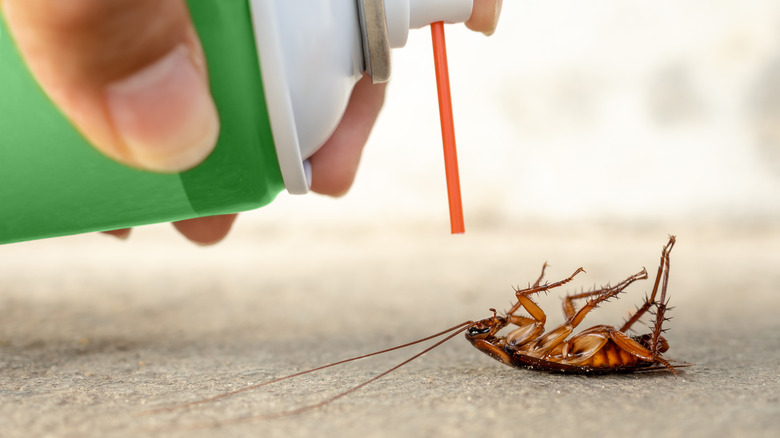 Spraying roach spray on roach