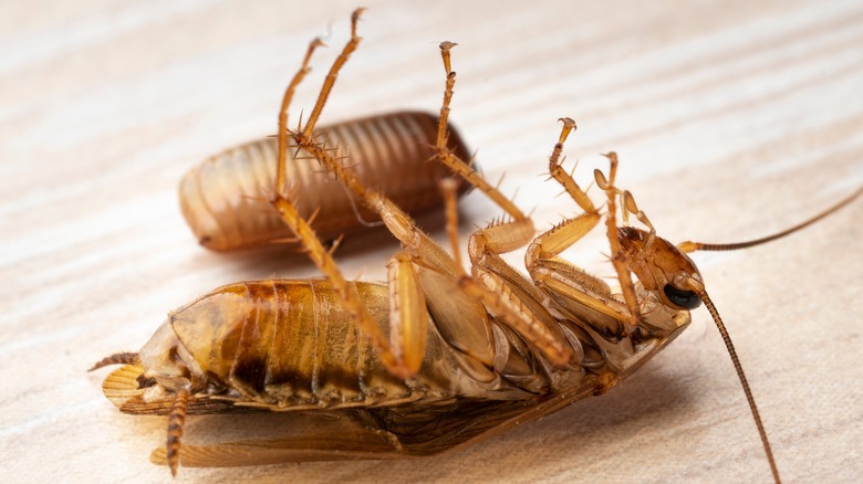 Cockroach and egg